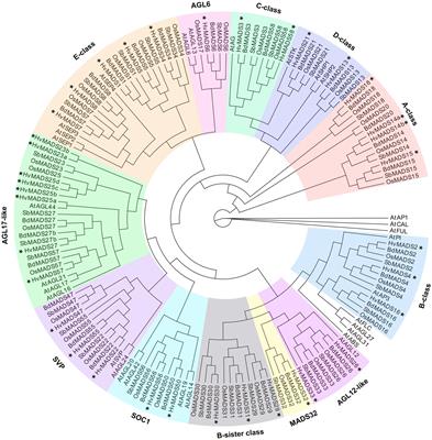 Transcript Profiling of MIKCc MADS-Box Genes Reveals Conserved and Novel Roles in Barley Inflorescence Development